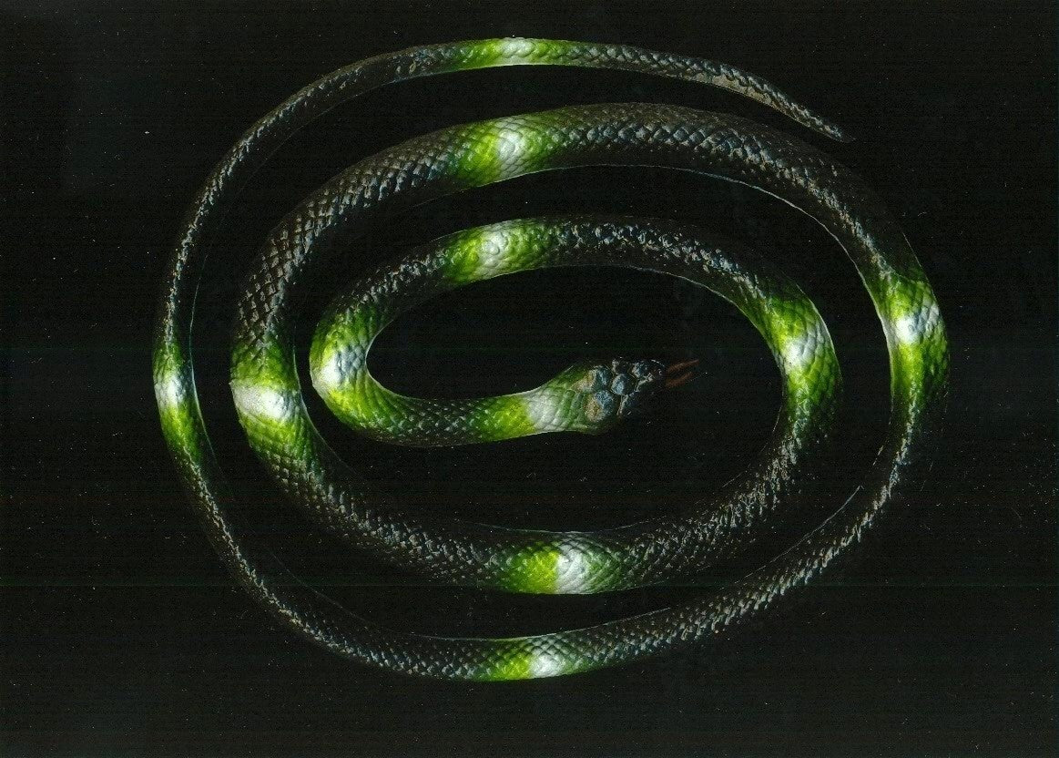 Schlange – Safari Dekoration